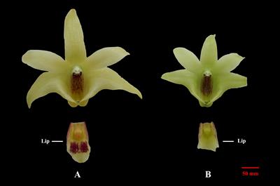 Combined Analysis of Volatile Terpenoid Metabolism and Transcriptome Reveals Transcription Factors Related to Terpene Synthase in Two Cultivars of Dendrobium officinale Flowers